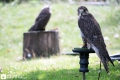Greifvogel