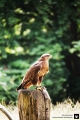 Greifvogel