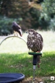 Greifvogel II