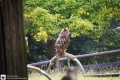 Greifvogel I