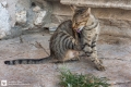 Kroatische Katze