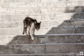 Katze aus Zadar