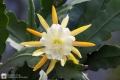 Kaktusblüte