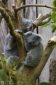 Zwei Koalas