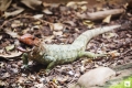 Leguan