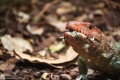 Leguan