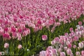 Tulpen aus Holland