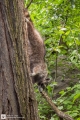 Waschbär