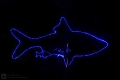 Leuchtender Hai