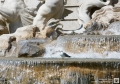 Fontana di Trevi con pennuto