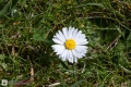 Gänseblümchen