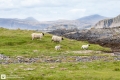 Schottische Schafe