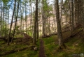 Wald in Glencoe