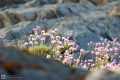 Schottisches Blümchen