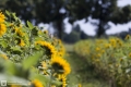Sonnenblumenfeld
