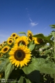 Farbenfrohe Sonnenblumen