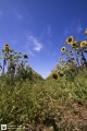 Links und rechts sind Blumen