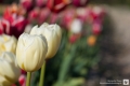 Tulpen