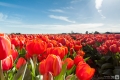 Tulpenfeld