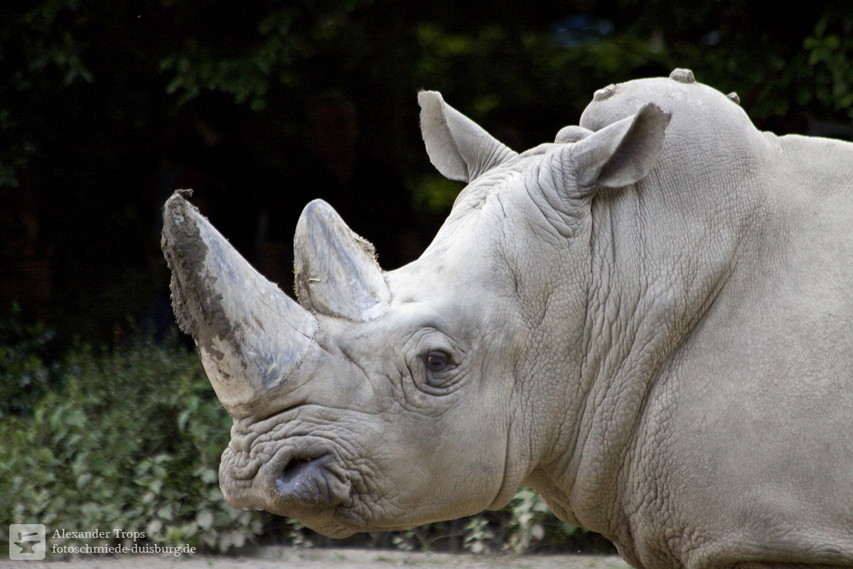 https://www.fotoschmiede-duisburg.de/uploads/galeriebilder/zoo_du_2014_05_nashorn_neu.jpg