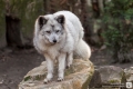Eisfuchs