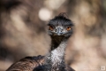 Duisburger Emu