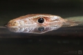 Leguan