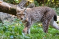 Luchs aus Duisburg