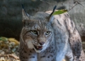 Luchs aus Duisburg