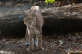 Duisburger Luchs