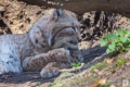 Luchs