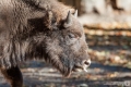 Wisent
