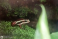 Frosch