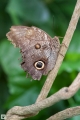 Schmetterling