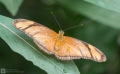 Schmetterling