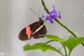 Schmetterling