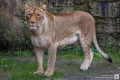 Löwin aus Wuppertal
