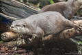 Otter aus Wuppertal