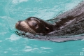 Seelöwe