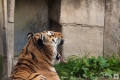 Tigerzunge