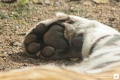Tigerpfote