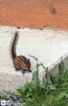 Olympic Squirrel